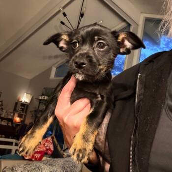 Chanterelle -  Chihuahua and Shih Tzu Dog Available for Adoption - Chanterelle | PetCurious