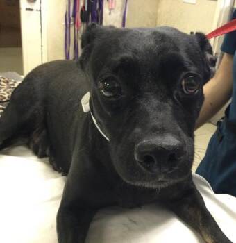 Chihuahua Dogs Available for Adoption - KACEY | PetCurious