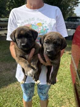 Wayne County Litter -  Retriever Dog for Adoption in Union Beach, New Jersey - Wayne County Litter | PetCurious