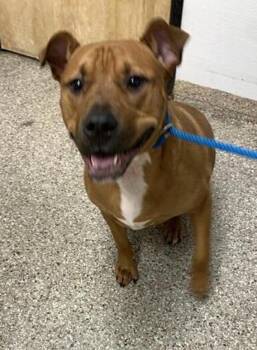 Olly Fred -  Pit Bull Terrier and Rottweiler Dog for Adoption in Vancouver, Washington - Olly Fred | PetCurious