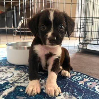 Hershee -  Jack Russell Terrier and Terrier Dog for Adoption in Minneapolis, Minnesota - Hershee | PetCurious