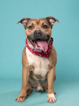 Scar -  Pit Bull Terrier and Mixed Breed Dog for Adoption in Atlanta, Georgia - Scar | PetCurious