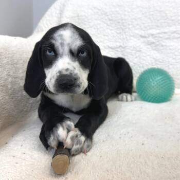 Sprinkle -  Mixed Breed Dog for Adoption in Park City, Utah - Sprinkle | PetCurious