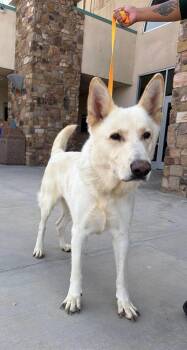 Berg -  German Shepherd Dog Dog for Adoption in Jefferson City, Missouri - Berg | PetCurious
