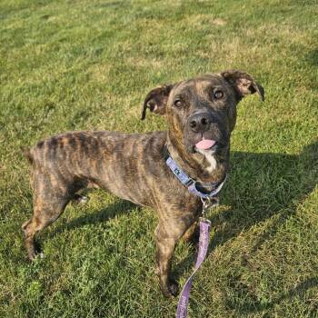 Reba Lynn -  Pit Bull Terrier and Mixed Breed Dog for Adoption in Champaign, Illinois - Reba Lynn | PetCurious