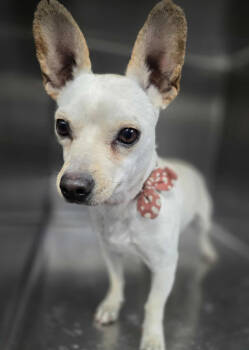 Rescue Chihuahua Dogs for Adoption in Littleton, Colorado - Joshua | PetCurious