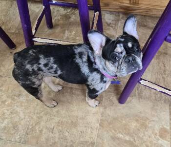 Rescue French Bulldog Dogs for Adoption in Jamestown, North Dakota - Yanko | PetCurious