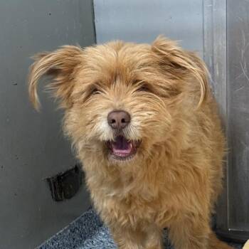 Terrier Dogs Available for Adoption - Buzz | PetCurious