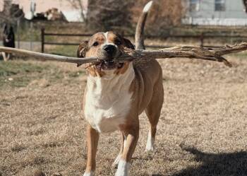 Guido -  German Shepherd Dog Dog for Adoption in Cortez, Colorado - Guido | PetCurious