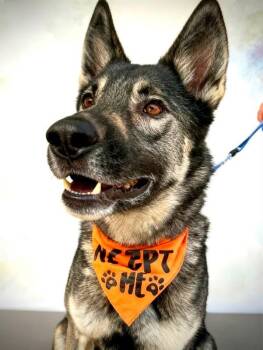 Apollo -  German Shepherd Dog Dog for Adoption in Estes Park, Colorado - Apollo | PetCurious