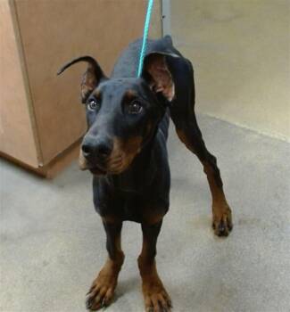 Rescue Doberman Pinscher Dogs for Adoption in Los Angeles, California - Atreyu | PetCurious