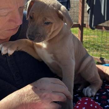 American Staffordshire Terrier Dogs Available for Adoption - Flik | PetCurious