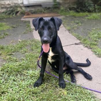 Freddie -  Black Labrador Retriever and Collie Dog for Adoption in Rochester, Minnesota - Freddie | PetCurious
