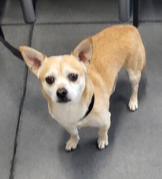 Pen 220 Sirius -  Chihuahua Dog for Adoption in Lawrenceville, Georgia - Pen 220 Sirius | PetCurious