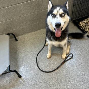 Balto -  Siberian Husky Dog for Adoption in Yonkers, New York - Balto | PetCurious