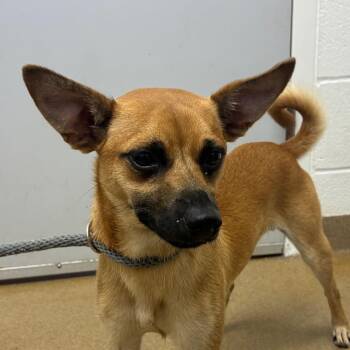 Prospect -  Rat Terrier and Mixed Breed Dog for Adoption in Corpus Christi, Texas - Prospect | PetCurious