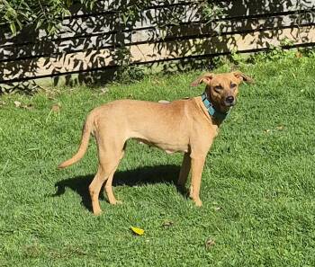 Ellie -  Hound Dog for Adoption in Brookville, Pennsylvania - Ellie | PetCurious