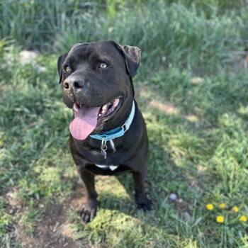 Mixed Breed Dogs Available for Adoption in Glenwood Springs, Colorado - Axel | PetCurious