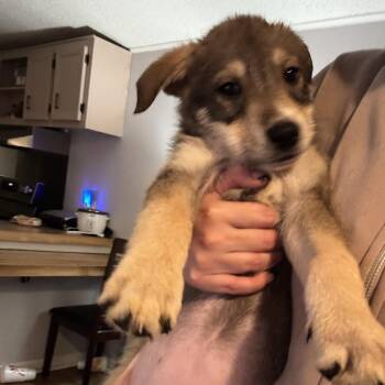 Camden -  Mixed Breed Dog for Adoption in Salisbury, North Carolina - Camden | PetCurious