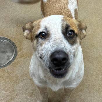 Cattle Dog Dogs Available for Adoption - Misty | PetCurious
