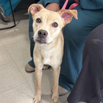 Labrador Retriever and Mixed Breed Dogs Available for Adoption - KENDRA | PetCurious