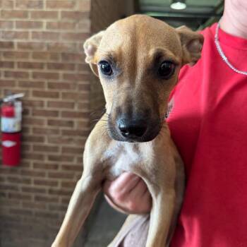 Effie -  Pit Bull Terrier Dog for Adoption in Birmingham, Alabama - Effie | PetCurious