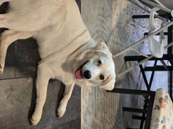 Arlo -  Pyrenean Shepherd and Labrador Retriever Dog for Adoption in Piedmont, Oklahoma - Arlo | PetCurious