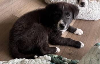 Great Pyrenees Dogs Available for Adoption in Columbus, Ohio - New Girl Litter-Winston | PetCurious