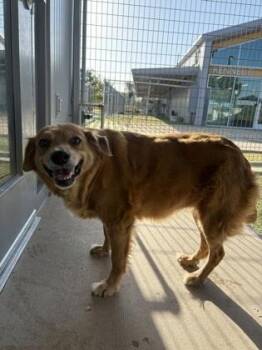Florence -  Mixed Breed Dog for Adoption in Dallas, Texas - Florence | PetCurious