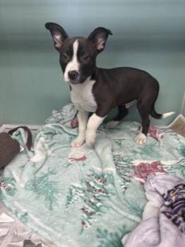 Mixed Breed Dogs Available for Adoption - Humerus | PetCurious