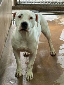 Maisey -  American Staffordshire Terrier Dog for Adoption in Phoenix, Arizona - Maisey | PetCurious