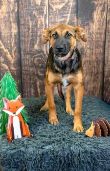 767-26 -  Shepherd Dog for Adoption in Brighton, Colorado - 767-26 | PetCurious