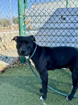 Pit Bull Terrier Dogs Available for Adoption - Moira | PetCurious