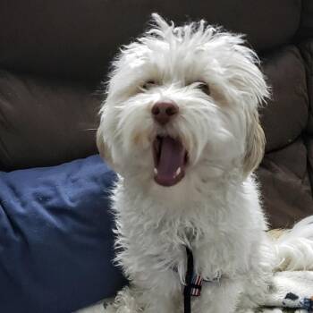 Adonis AKA Theo 3290 -  Maltese Dog for Adoption in Loxahatchee Groves, Florida - Adonis AKA Theo 3290 | PetCurious