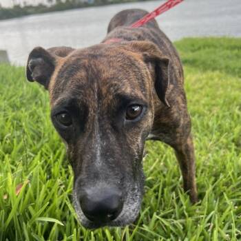 Rescue Dutch Shepherd and Mixed Breed Dogs for Adoption in Webster, Texas - Tucker | PetCurious