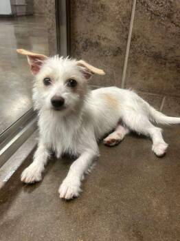 Emmy -  Terrier Dog Available for Adoption in Midland, Texas - Emmy | PetCurious