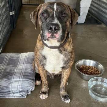 Droolgula -  Pit Bull Terrier and American Bulldog Dog for Adoption in East St. Louis, Illinois - Droolgula | PetCurious