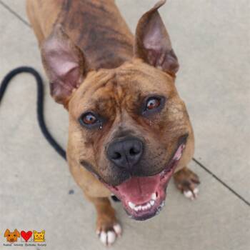 Rescue Pit Bull Terrier and Mixed Breed Dogs for Adoption in Aliquippa, Pennsylvania - LADY | PetCurious