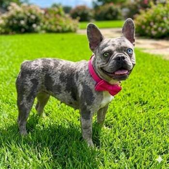 French Bulldog Dogs Available for Adoption in Las Vegas, Nevada - Maya | PetCurious