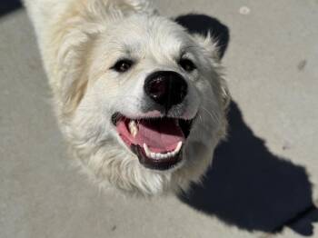 Great Pyrenees Dogs Available for Adoption in Tulsa, Oklahoma - MIA | PetCurious