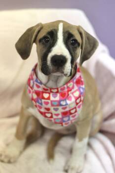 Queen of Hearts in NH. Come Meet our Adoptable Dogs Wednesday-Sa -  Boxer Dog for Adoption in Manchester, New Hampshire - Queen Of Hearts In NH. Come Meet Our Adoptable Dogs Wednesday-Sa | PetCurious