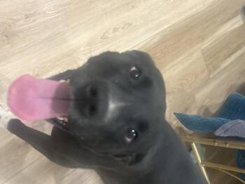 Pit Bull Terrier and Australian Cattle Dog Blue Heeler Dogs Available for Adoption - VelmaMae | PetCurious