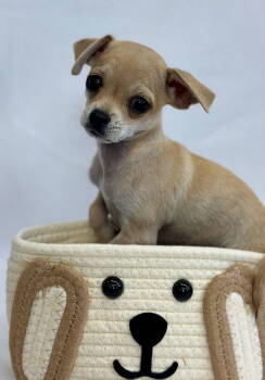 Rescue Maltese and Chihuahua Dogs for Adoption in Palo Alto, California - Itsy | PetCurious