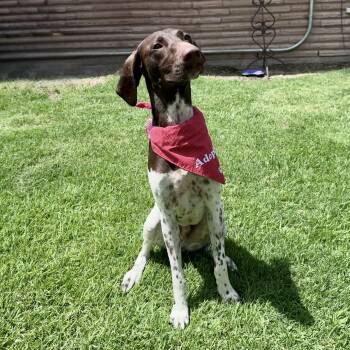 Dash -  German Shorthaired Pointer Dog for Adoption in Houston, Texas - Dash | PetCurious