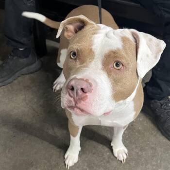 Terrier Dogs Available for Adoption in Tampa, Florida - Mercedes | PetCurious