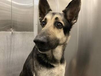 German Shepherd Dog Dogs Available for Adoption - JOE | PetCurious