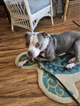 Rescue Pit Bull Terrier Dogs for Adoption in Denver, North Carolina - Spork | PetCurious