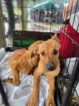 Rescue Australian Cattle Dog Blue Heeler and Mixed Breed Dogs for Adoption in Hortense, Georgia - Sugar | PetCurious