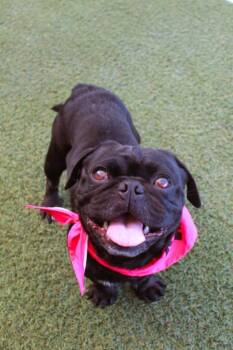 Malarky -  Pug Dog for Adoption in Gardena, California - Malarky | PetCurious