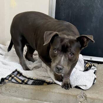 Tater Totiana* -  Pit Bull Terrier Dog for Adoption in San Gabriel, California - Tater Totiana* | PetCurious